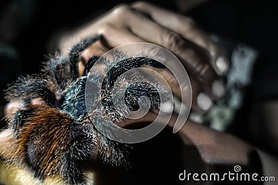 A wild tarantula is sitting on a hand in the Amazonas Stock Photo