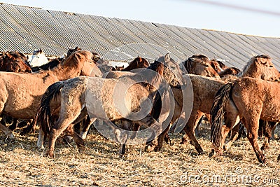 Wild Team Horses in Winter Stock Photo