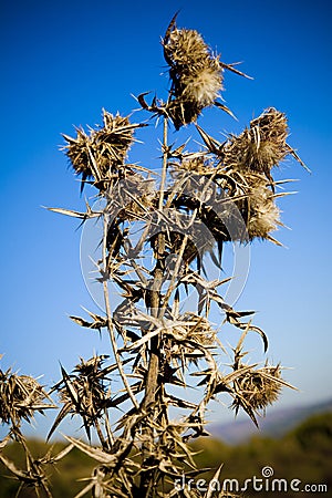 Wild teasel Stock Photo