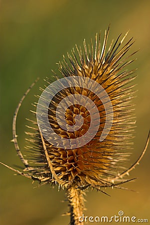 Wild Teasel Stock Photo