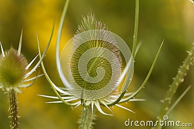 Wild teasel, Dipsacus fullonum Stock Photo