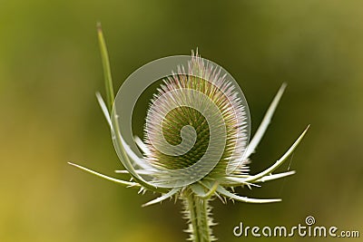 Wild teasel, Dipsacus fullonum Stock Photo