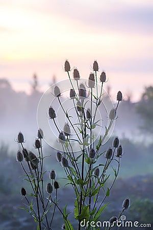Wild teasel or dipsacus fullonum plant in evening Stock Photo