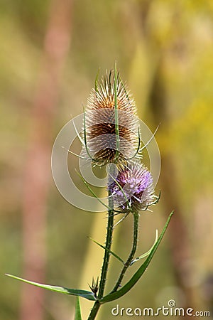 Wild teasel or Dipsacus fullonum plant with prickly stem and erect brown egg-shaped flower heads partially filled with small Stock Photo