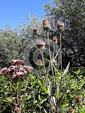 Wild Teasel Dipsacus fullonum spiky summer flowers. Stock Photo