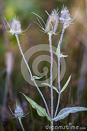 Seren wild teasel so elegantly composed as much as picturesque. Stock Photo