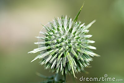 Wild thorny flower close up macro Stock Photo