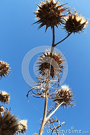 Wild thorny plants from below Stock Photo