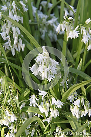 Wild Three-cornered Garlic Allium triquetrum White Flowers Stock Photo