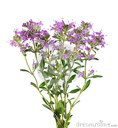Wild thyme flowers, isolated on white background. Blooming sprigs of thymus serpyllum. Stock Photo