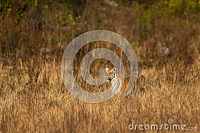 Wild tiger in action and stalking prey walking in grass. A tiger behavior image at dhikala zone safari jim corbett national park Stock Photo