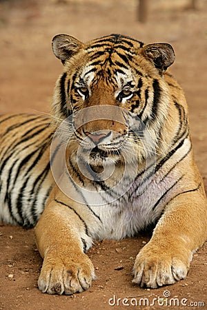 Wild tiger Stock Photo