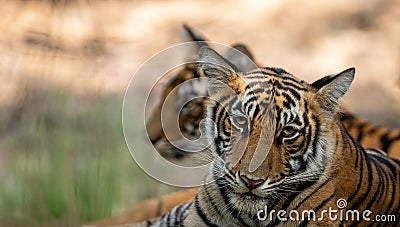 Wild tiger cub resting under shade of tree during hot summers at national park of central india forest Stock Photo
