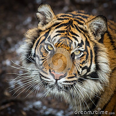 Wild tiger Stock Photo