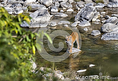 Wild Tiger Stock Photo