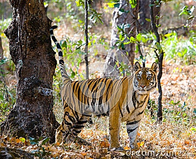 Wild tiger in the jungle. India. Bandhavgarh National Park. Madhya Pradesh. Cartoon Illustration