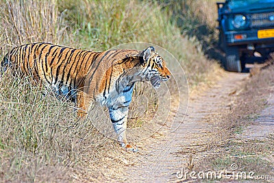 Wild Tiger: Panthera tigris crossing trail during safari at the forest of Jim Corbett Stock Photo