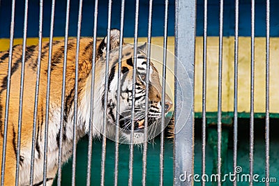 Wild tiger portret trapped betweencage bars. Tiger in a cage Stock Photo