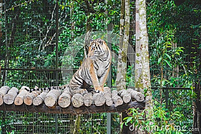 A wild tiger resting on the tree in the jungle. a big cat sitting on fence in the zoo Stock Photo
