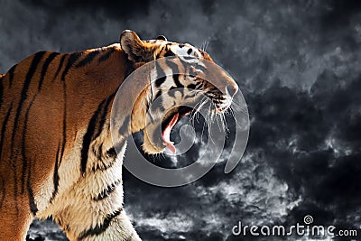 Wild tiger roaring during hunting. Cloudy black sky Stock Photo