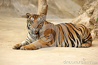 Wild tiger Stock Photo