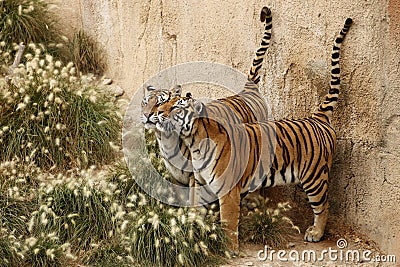 Wild tigers Stock Photo