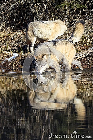 Wild timber wolves drinking water Stock Photo