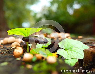 Wild tiny mushroom and green leaves on stump in forest Stock Photo
