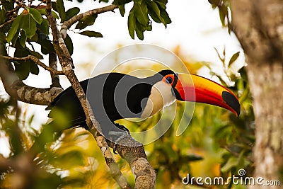 Wild Toco Toucan Leaning before Flight Stock Photo
