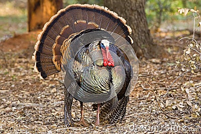 Wild Tom Turkey Stock Photo