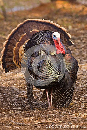 Wild Tom Turkey Stock Photo