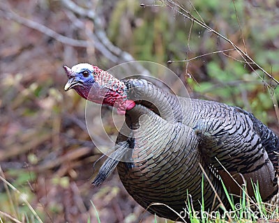 Wild tom turkey Stock Photo