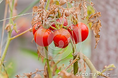Wild Tomato, Love Apple Stock Photo