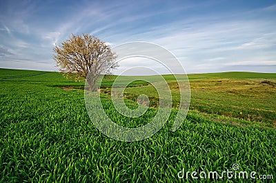 Wild tree against the undulating fields Stock Photo