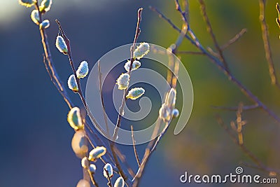 wild tree branch in blossom Stock Photo