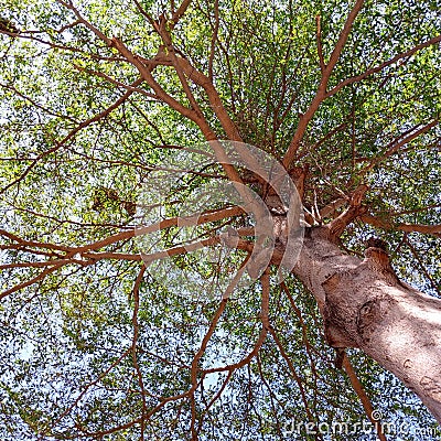 Wild trees grow lush with green leaves, lots of branches Stock Photo