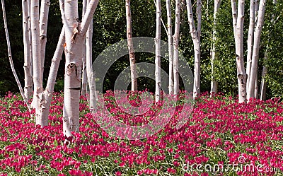 Wild tulip field Stock Photo