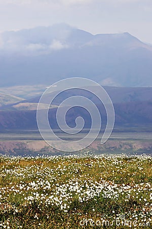 Wild tundra flowers Stock Photo