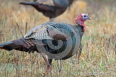 Wild Turkey Stock Photo