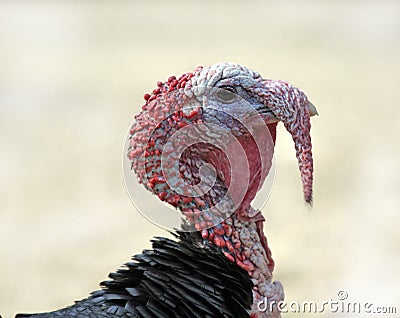 Wild Turkey Stock Photo