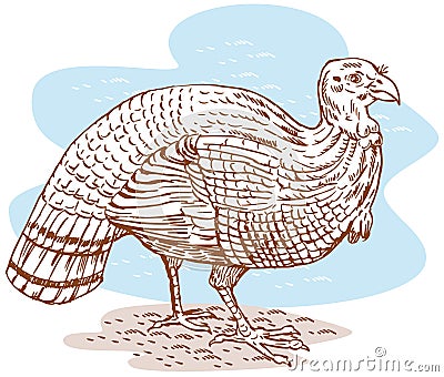 Wild turkey Stock Photo