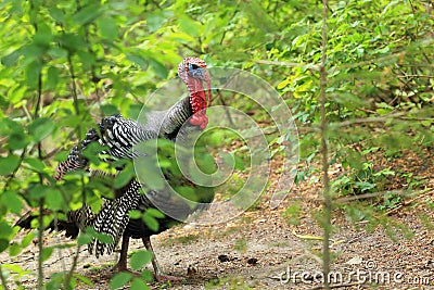 Wild turkey Stock Photo