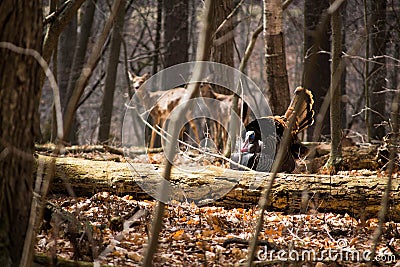 Wild turkey and deer Stock Photo