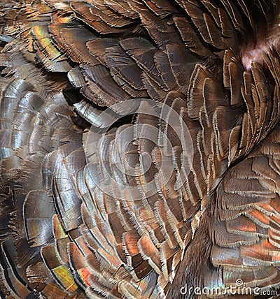 The wild turkey feathers Stock Photo