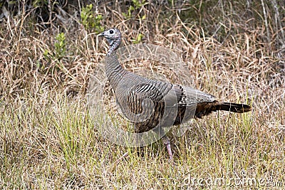 Wild Turkey foraging in the Okefenokee National Wildlife Refuge, Georgia