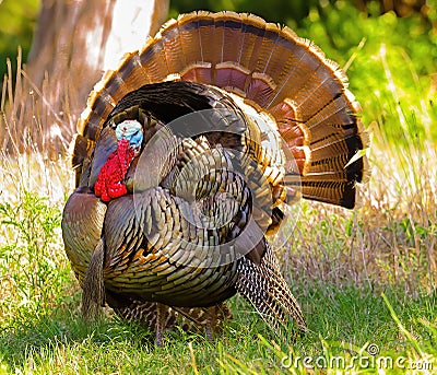 Wild Turkey Gobbler displays his wares during mating season Stock Photo