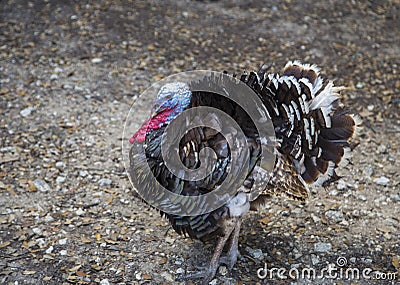 Wild Turkey gobbling in field Stock Photo