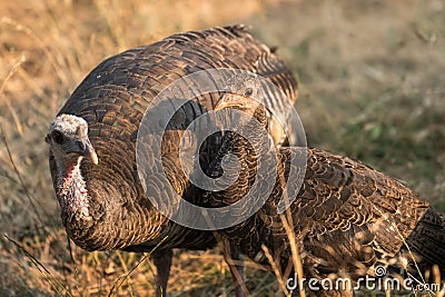 Wild turkey hen with baby or poult. Stock Photo