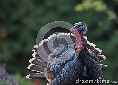 Wild Turkey Stock Photo