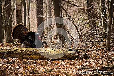 Wild turkey Stock Photo